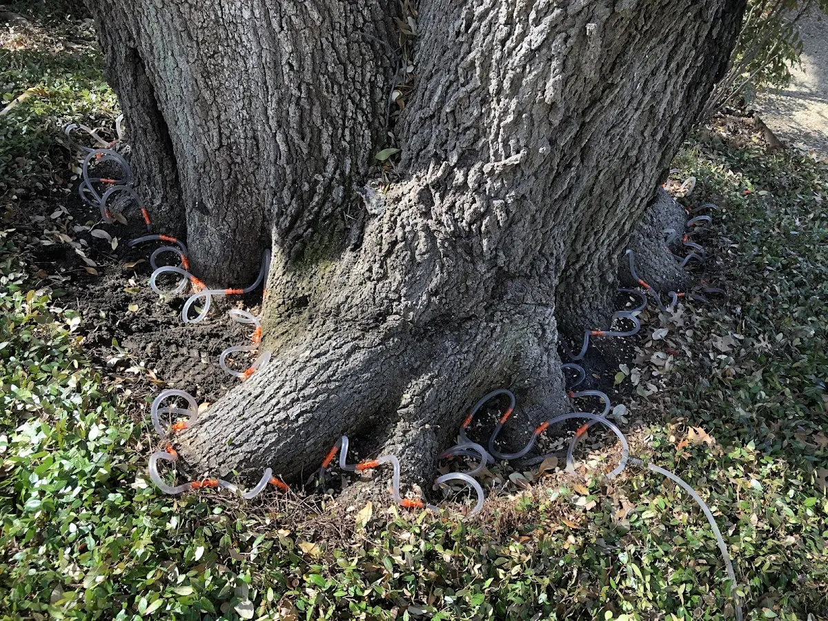 Detailed Tree Cabling and Bracing job site in Morgan Hill