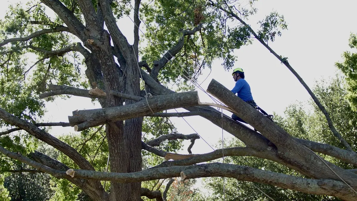 Professional Hazardous Tree Removal performed by certified arborists in Morgan Hill