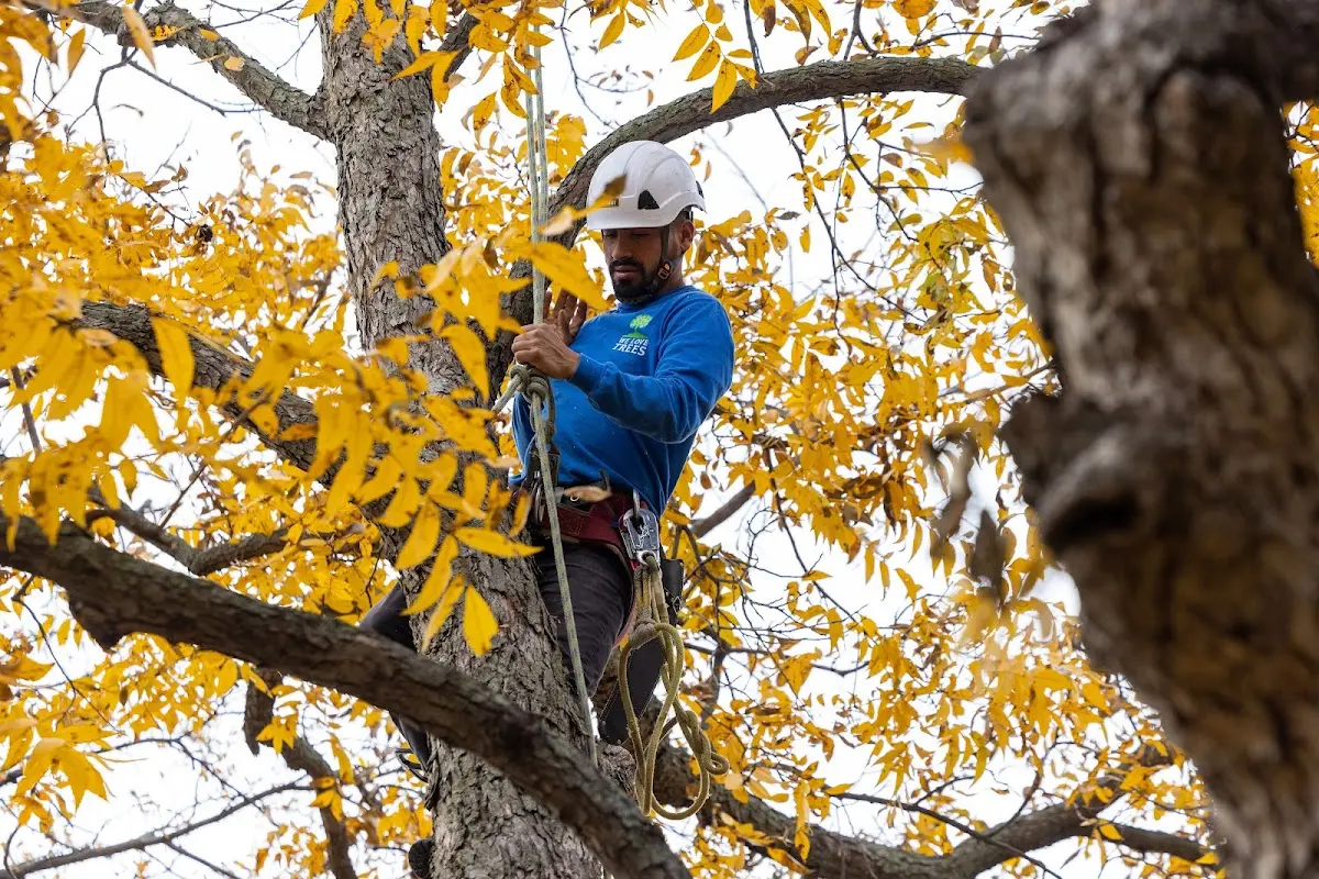 Skilled Tree Planting crew working in Morgan Hill